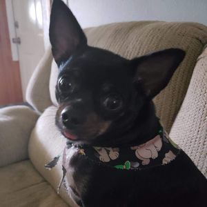 Meet your Posher, Rodney l